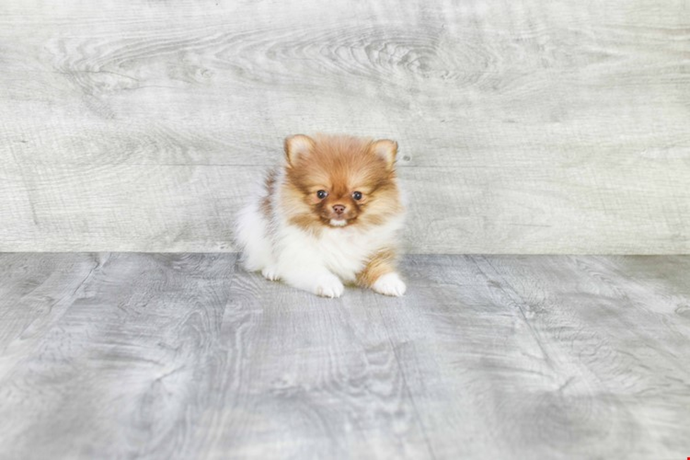 Pomeranian Puppy for Adoption