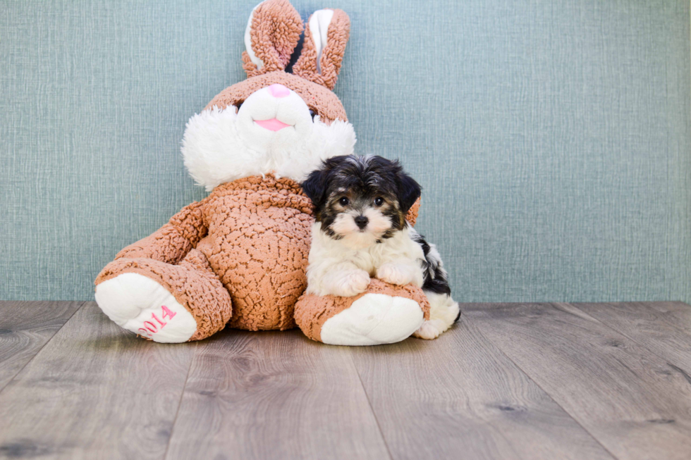 Happy Morkie Baby