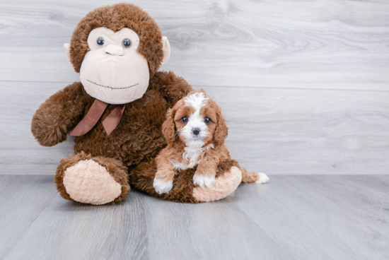 Cavapoo Pup Being Cute