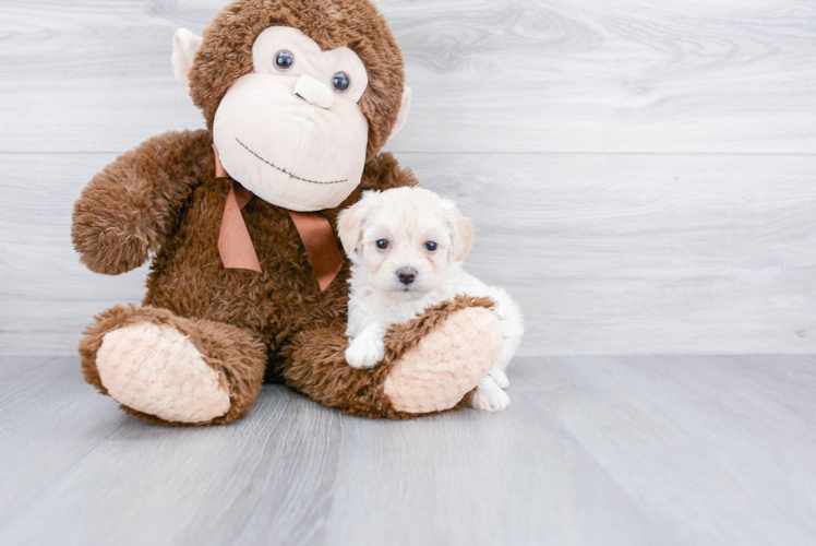 Energetic Maltepoo Poodle Mix Puppy