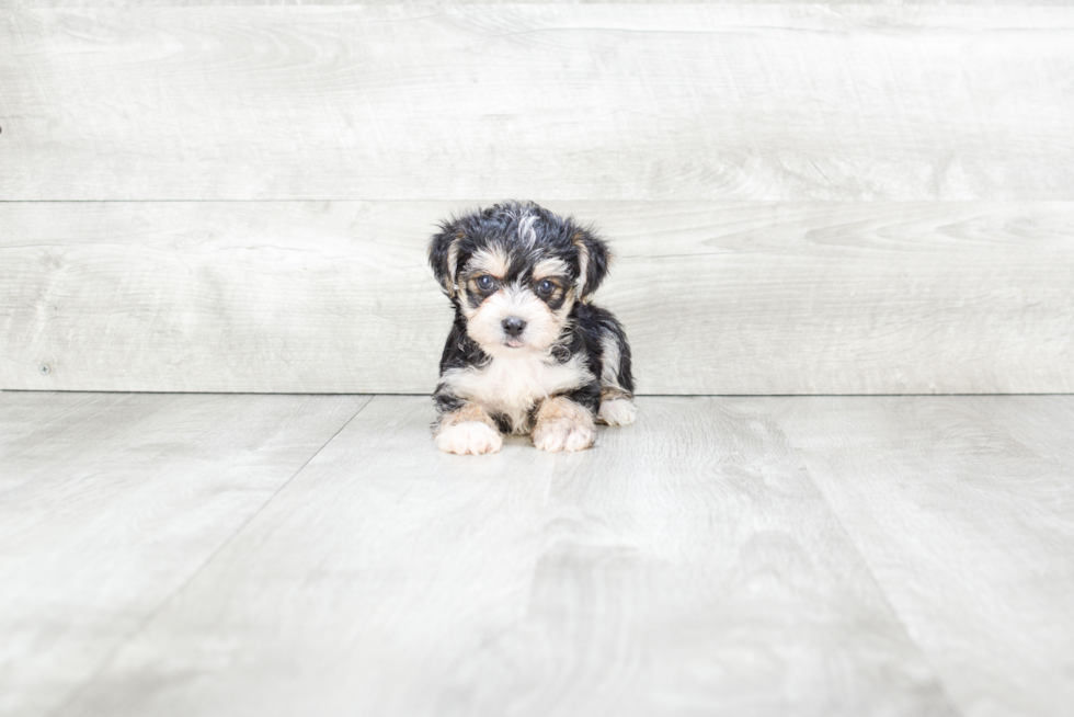 Best Morkie Baby