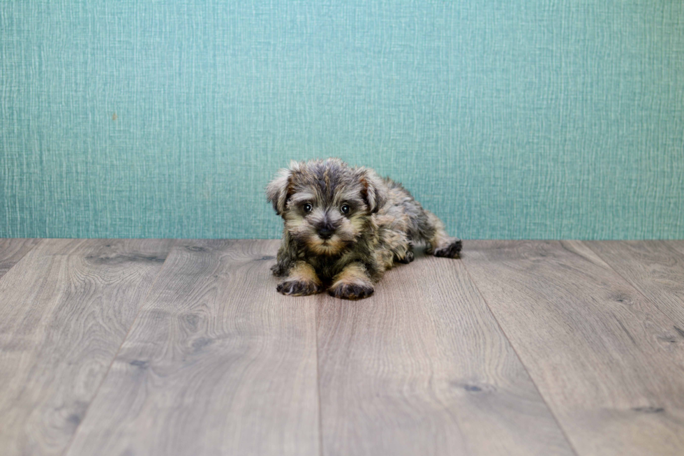 Mini Schnauzer Puppy for Adoption