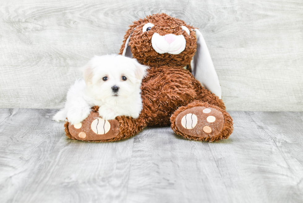 Best Maltese Baby