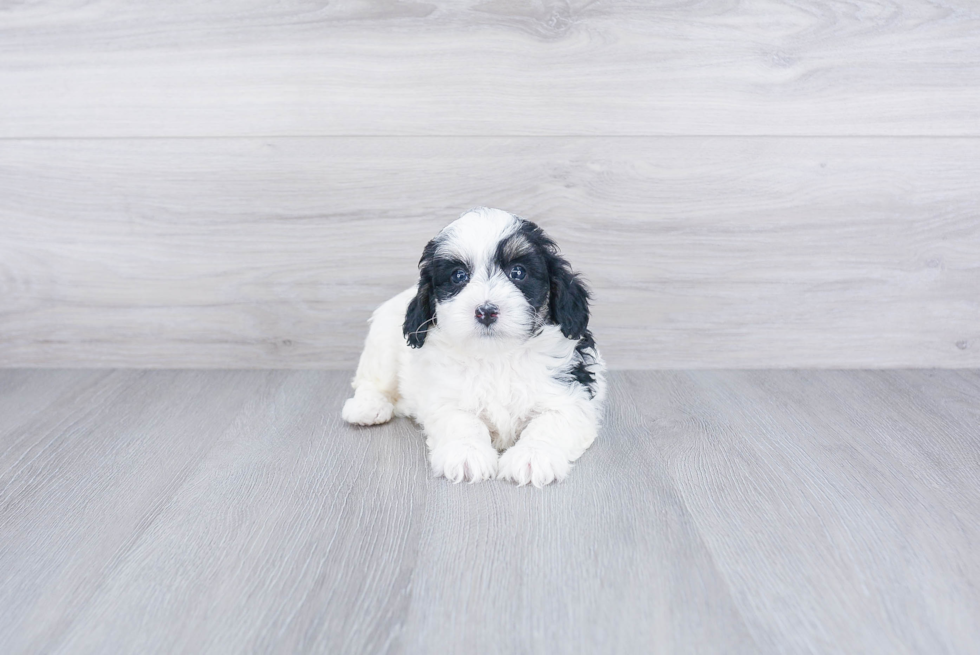 Playful Bernadoodle Poodle Mix Puppy