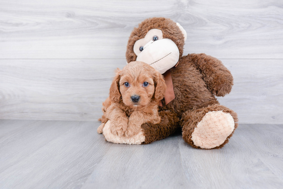 Cavapoo Pup Being Cute