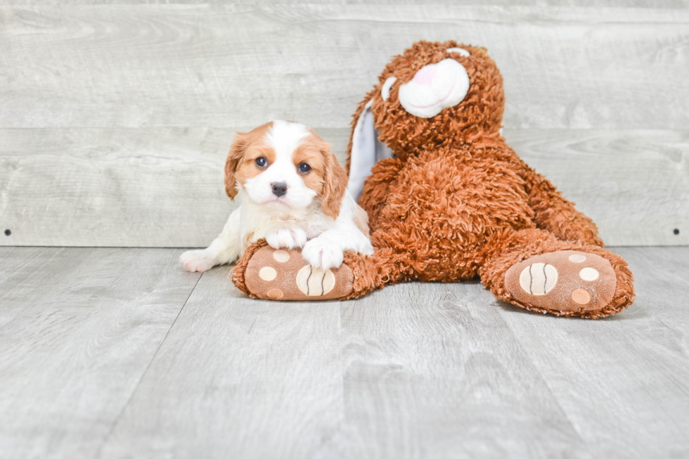 Cavalier King Charles Spaniel Puppy for Adoption