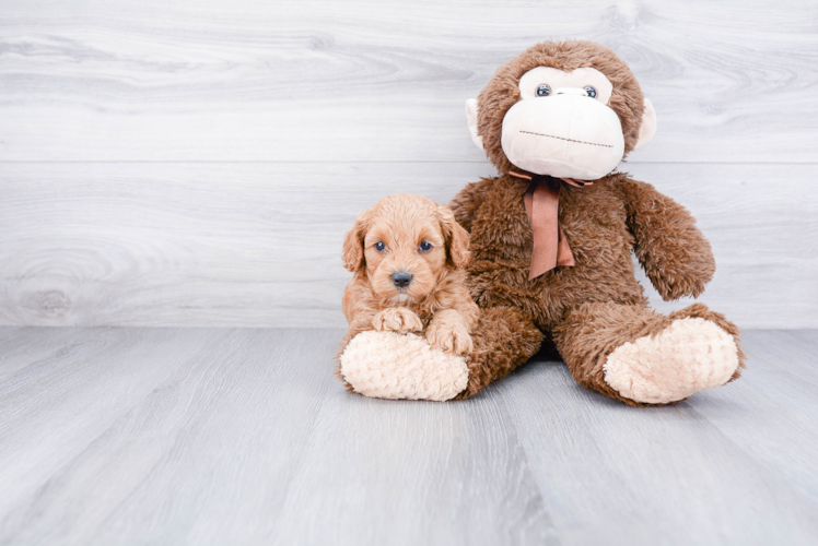 Playful Cockerpoo Poodle Mix Puppy