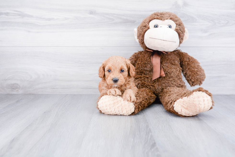 Playful Cockerpoo Poodle Mix Puppy