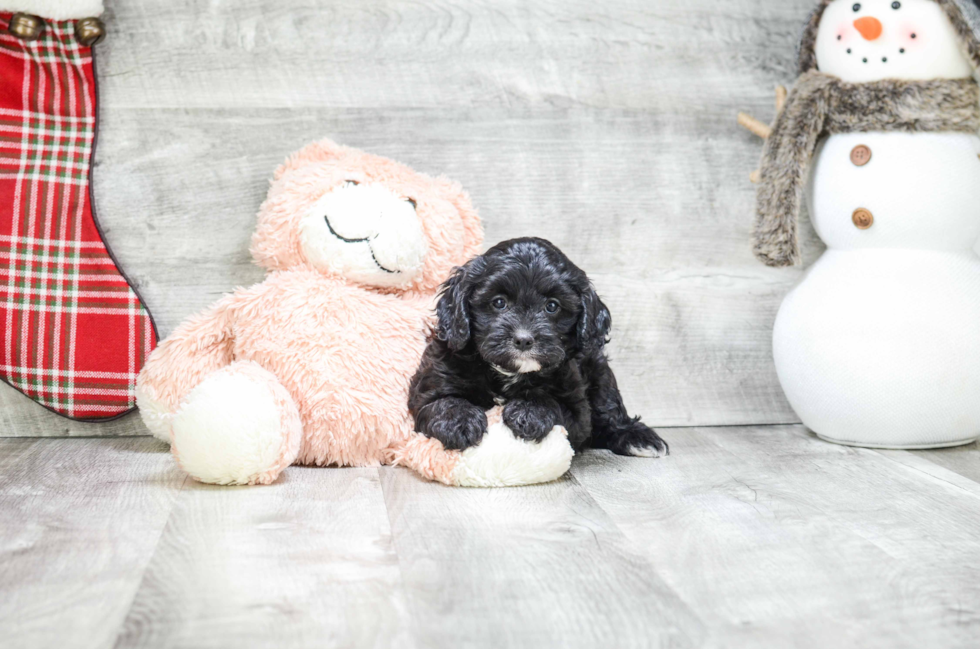 Energetic Cavoodle Poodle Mix Puppy