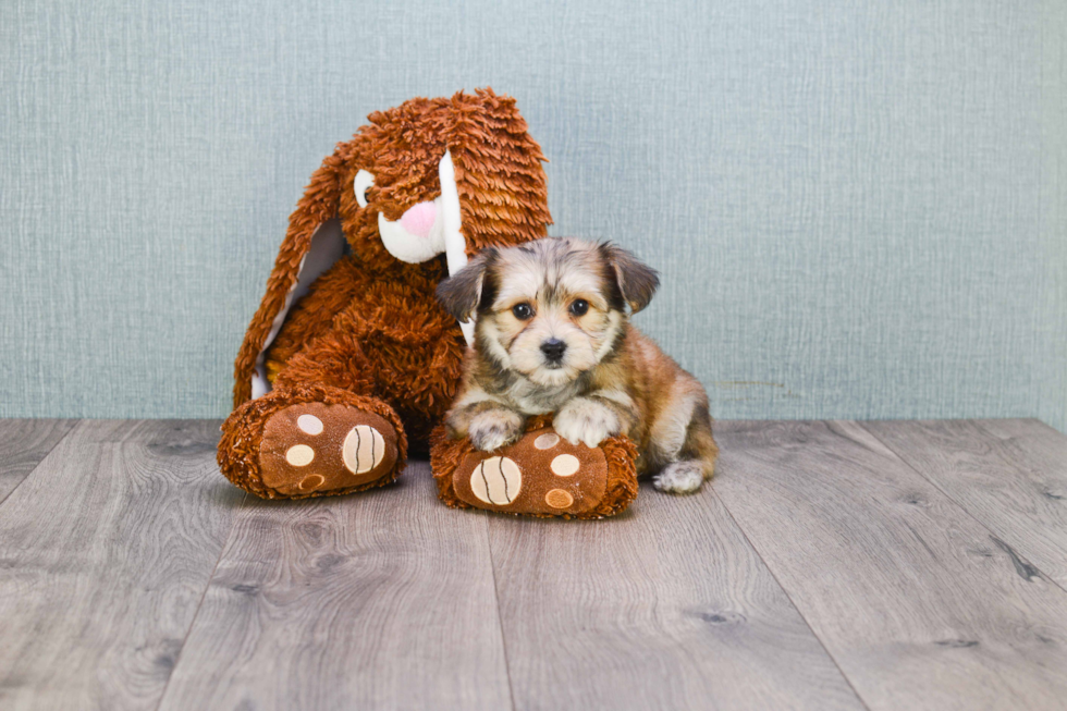 Sweet Morkie Baby