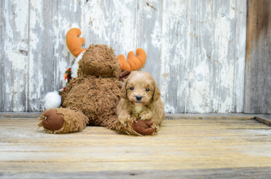 Mini Goldendoodle Puppy for Adoption