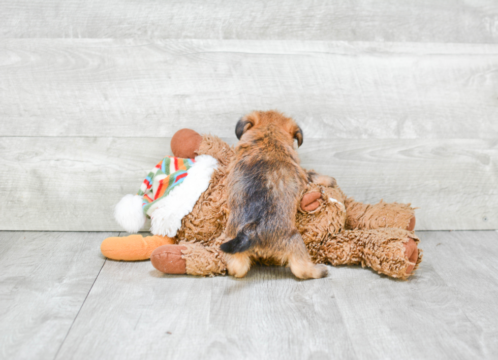 Playful Yorkie Designer Puppy