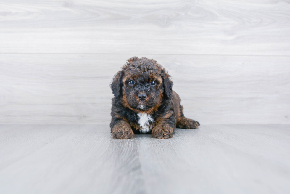 Sweet Mini Bernedoodle Baby