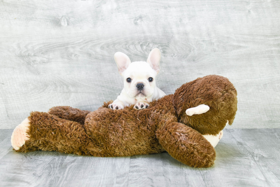 Friendly French Bulldog Baby