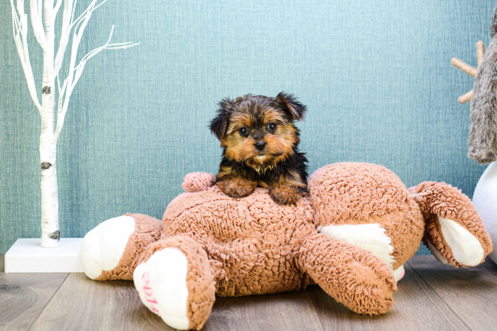 Meet Teacup-Roscoe - our Yorkshire Terrier Puppy Photo 