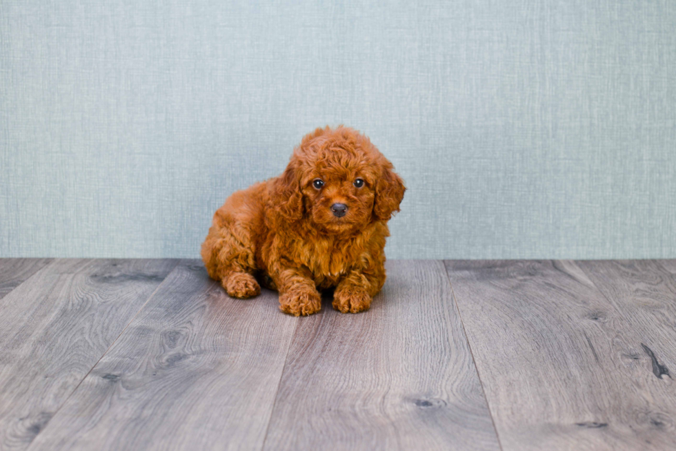 Mini Goldendoodle Pup Being Cute