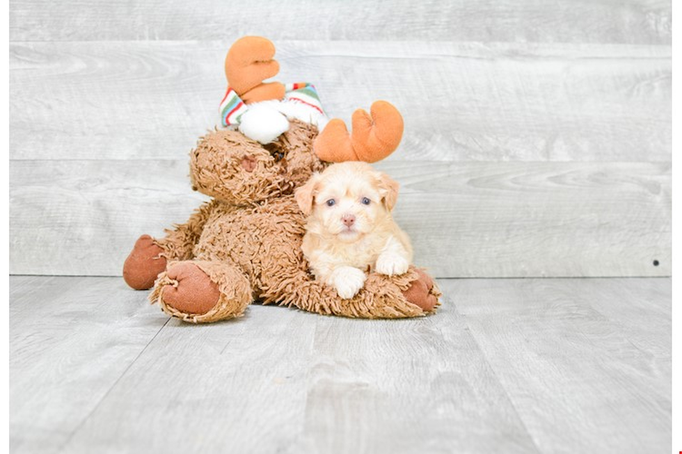 Fluffy Maltipoo Poodle Mix Pup