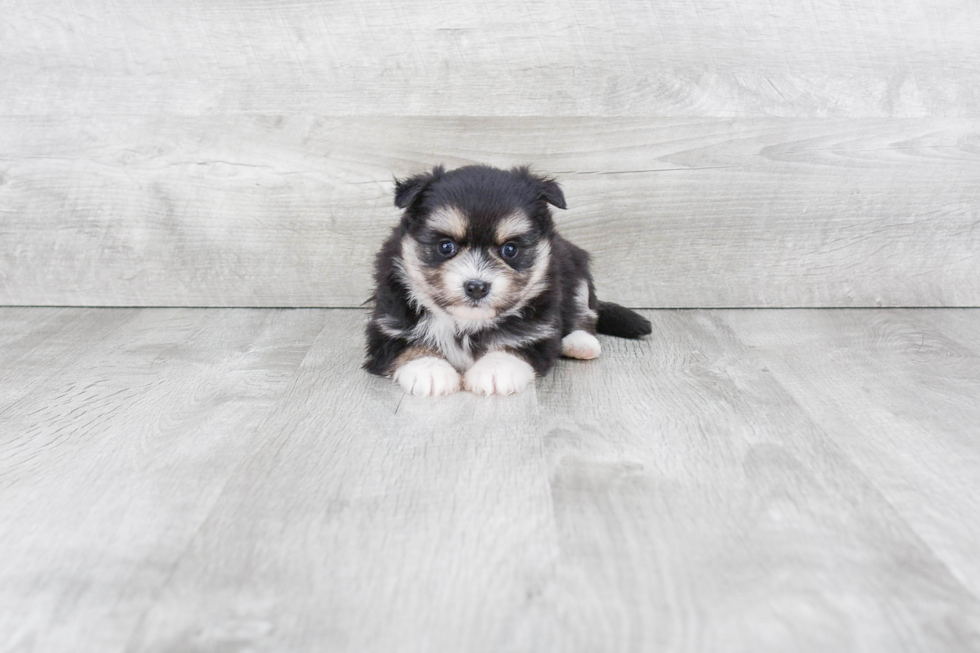 Maltipom Pup Being Cute