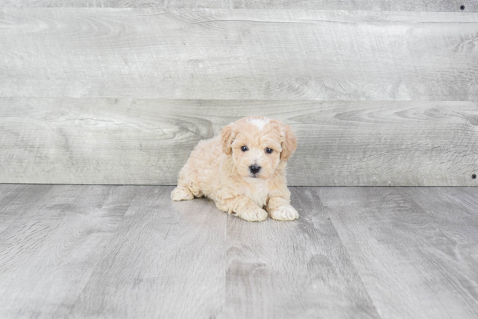 Hypoallergenic Maltepoo Poodle Mix Puppy