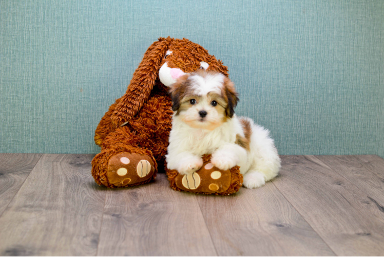 Teddy Bear Puppy for Adoption