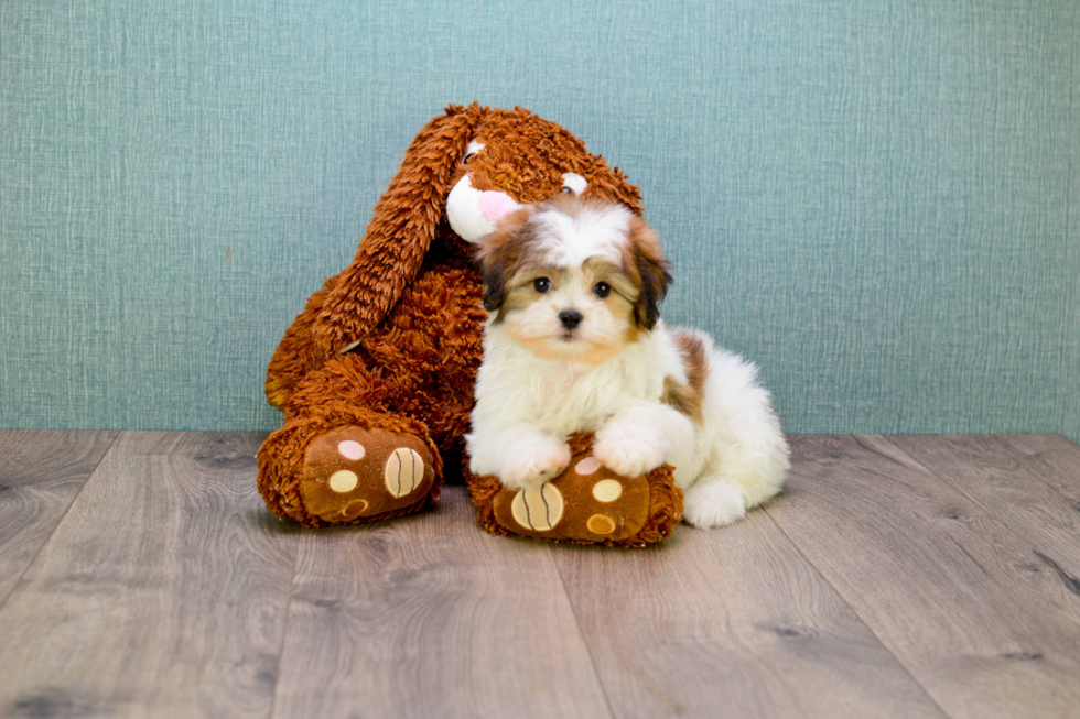 Teddy Bear Puppy for Adoption