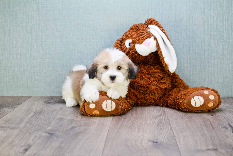 Best Havanese Baby