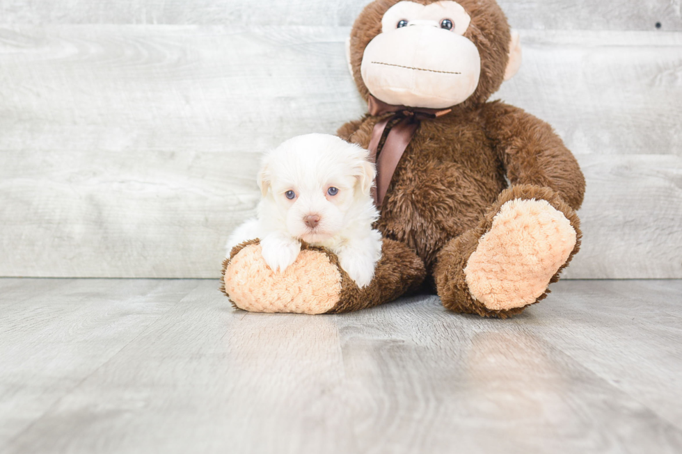 Havanese Puppy for Adoption