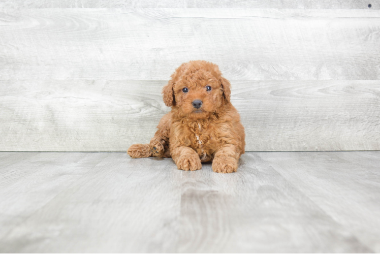 Hypoallergenic Cavoodle Poodle Mix Puppy