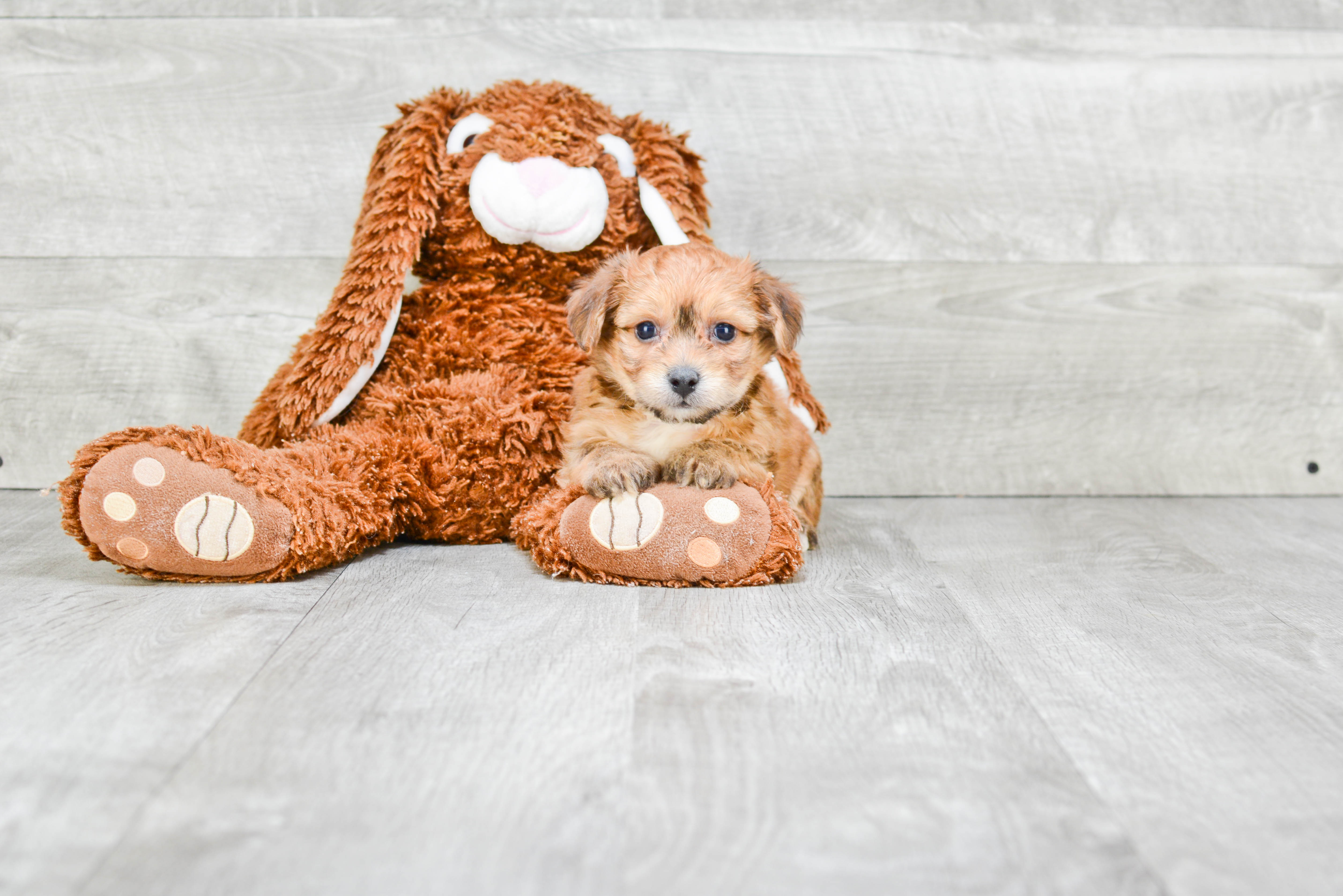 Sweet Morkie Baby