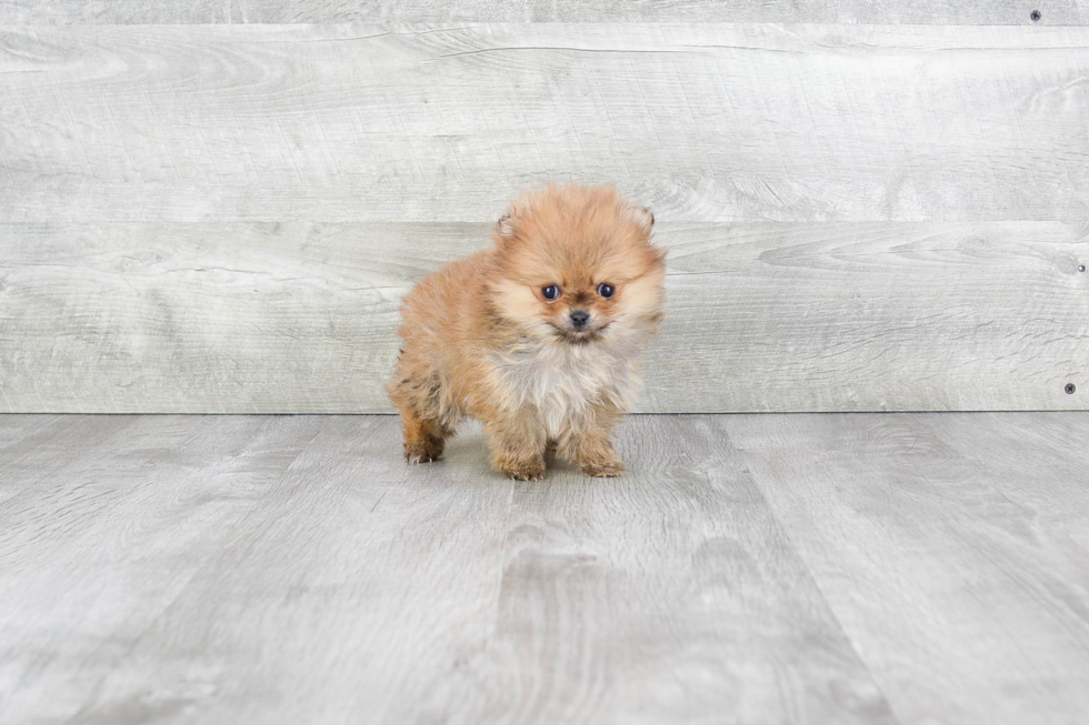 Small Pomeranian Baby