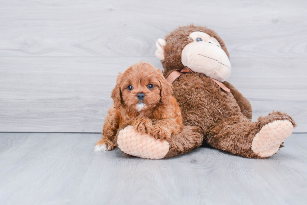 Cavapoo Pup Being Cute