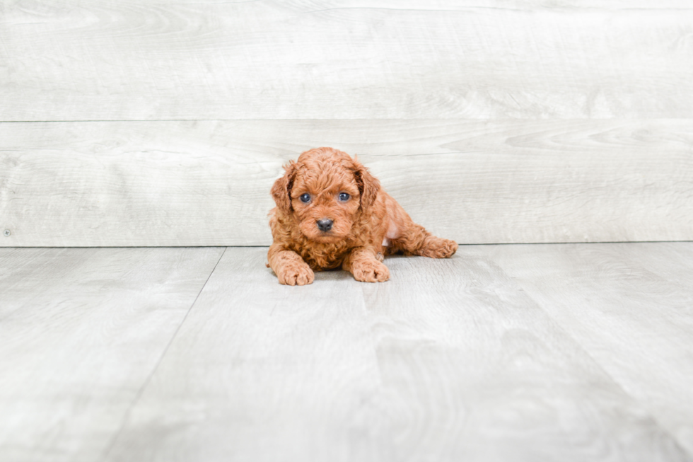 Fluffy Cavapoo Poodle Mix Pup