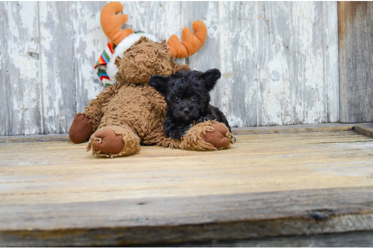 Morkie Pup Being Cute