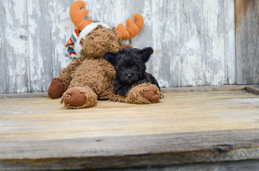 Morkie Pup Being Cute