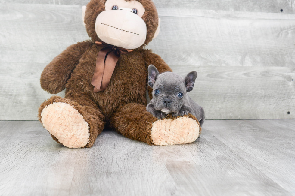 Fluffy Frenchie Purebred Puppy