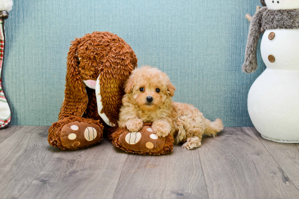 Sweet Cavapoo Baby