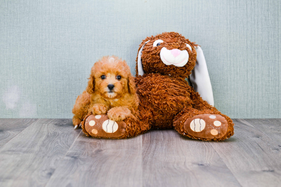 Happy Cavapoo Baby