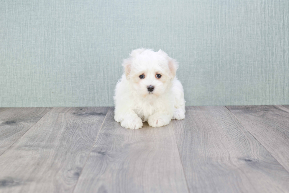 Best Maltipoo Baby