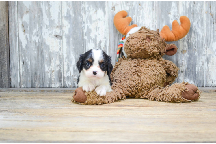 Best Cavalier King Charles Spaniel Baby