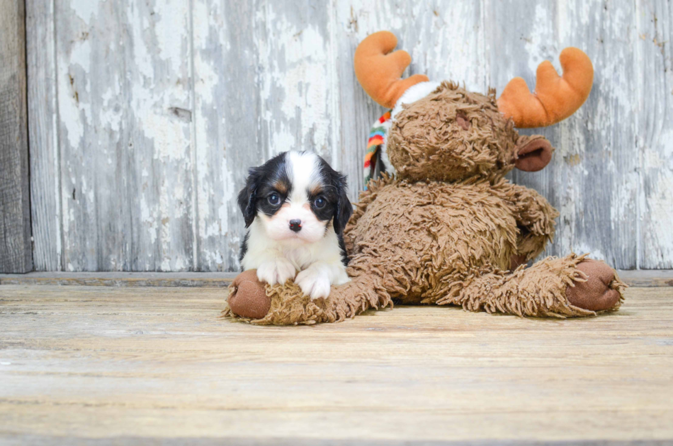 Best Cavalier King Charles Spaniel Baby