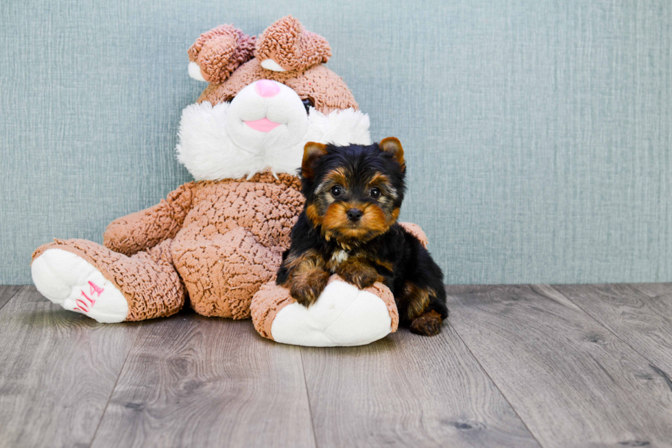 Meet Ronaldo - our Yorkshire Terrier Puppy Photo 