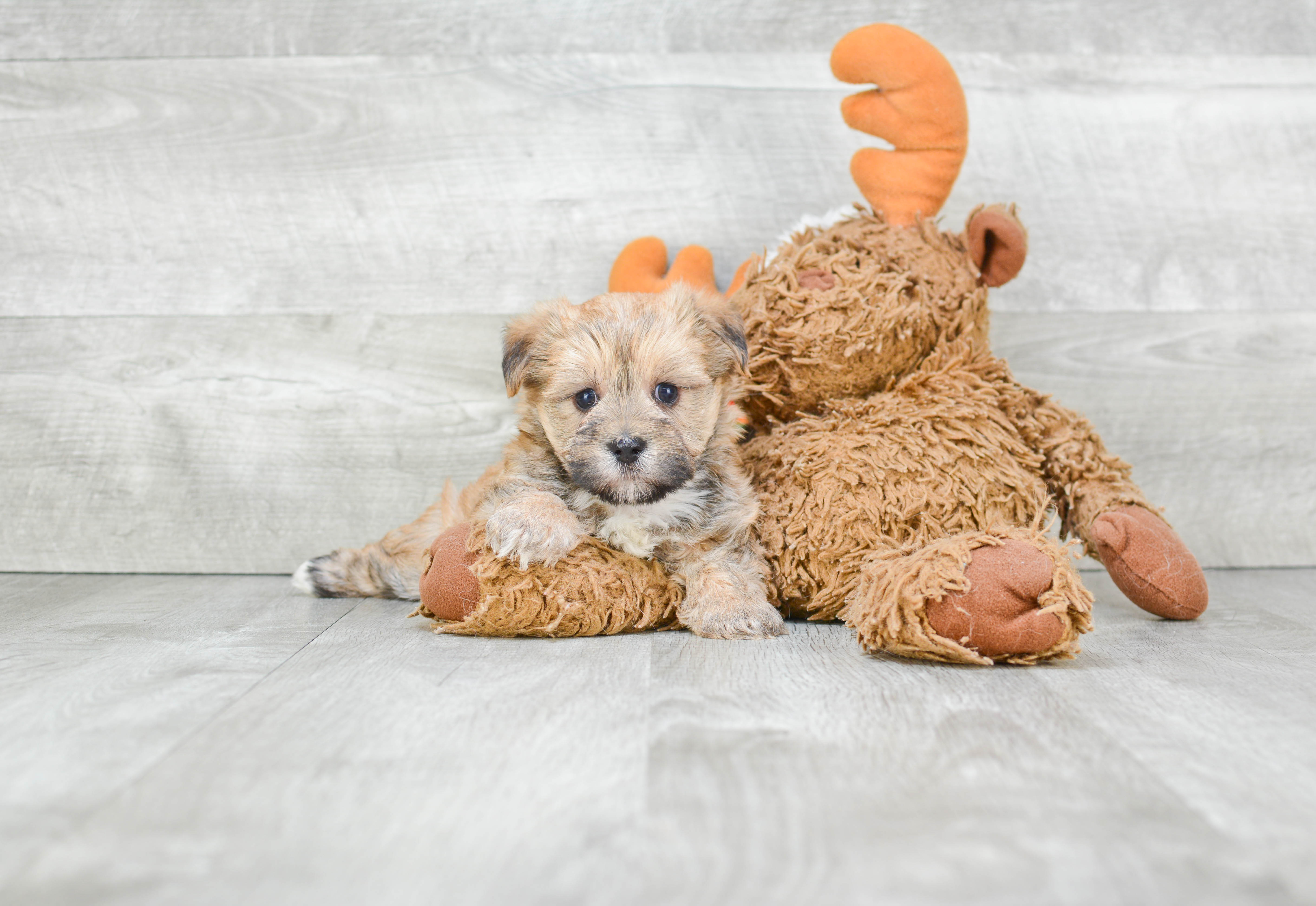 Morkie Pup Being Cute