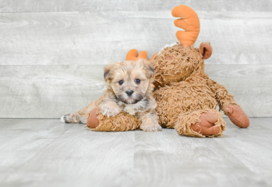 Morkie Pup Being Cute