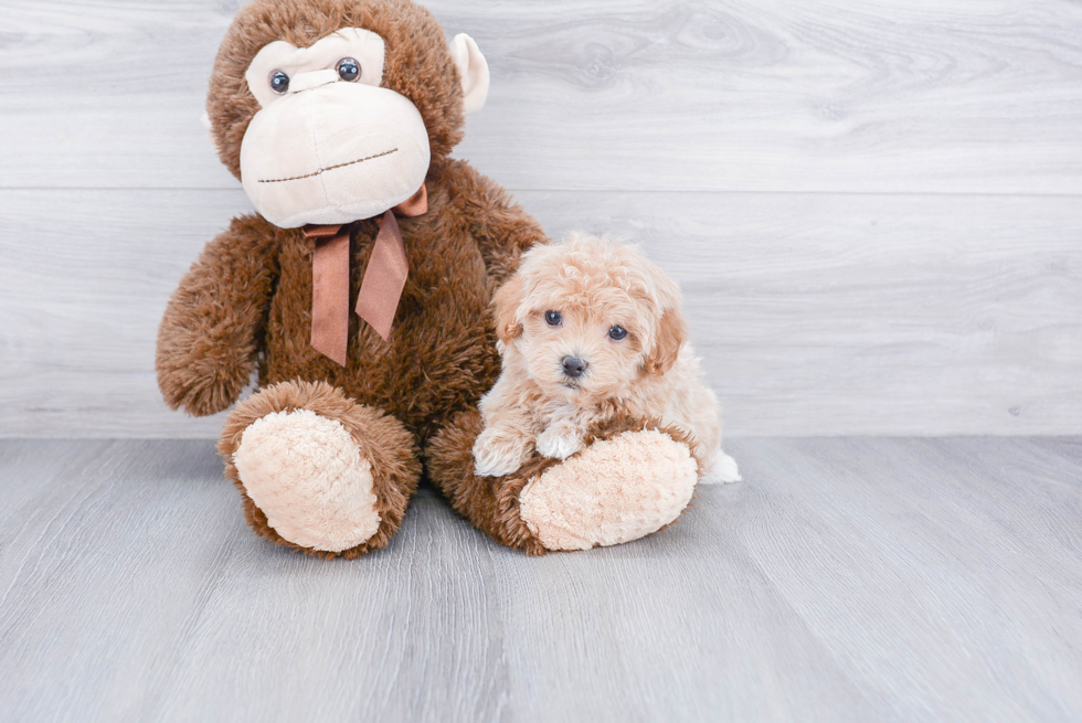 Energetic Maltepoo Poodle Mix Puppy