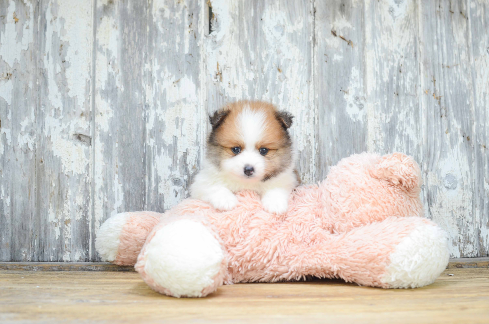 Pomeranian Pup Being Cute