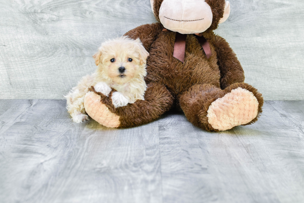 Popular Maltipoo Poodle Mix Pup