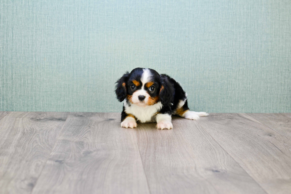 Cavalier King Charles Spaniel Pup Being Cute