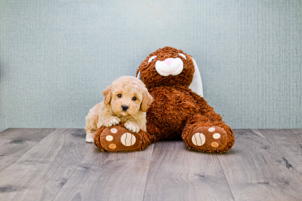 Little Maltese Poodle Poodle Mix Puppy