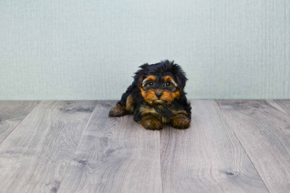 Meet Twinkle - our Yorkshire Terrier Puppy Photo 