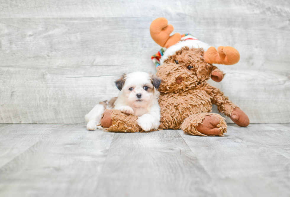 Happy Teddy Bear Baby